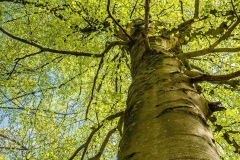 RayB01-Looking-Up-at-a-Beech-Tree-in-Spring-APRIL