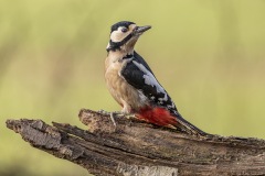 TerryG06-great-spotted-woodpecker-APR